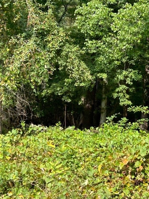 2a Old Road Duxbury, MA 02332 - Photo 11 of 19 a view of a garden with plants