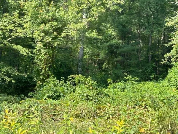 a view of a lush green forest