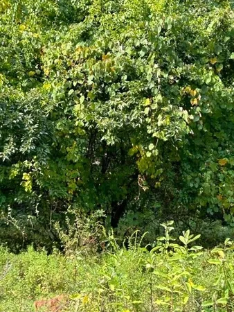 a view of a yard with a tree