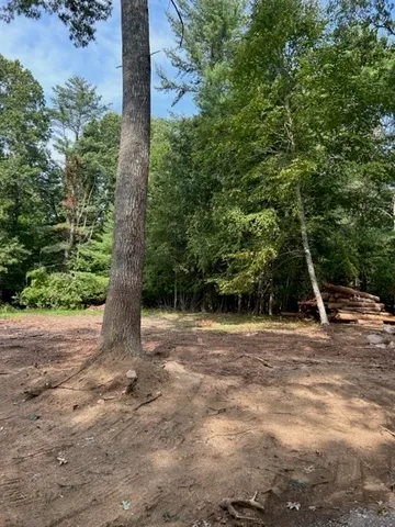 a view of a forest with trees