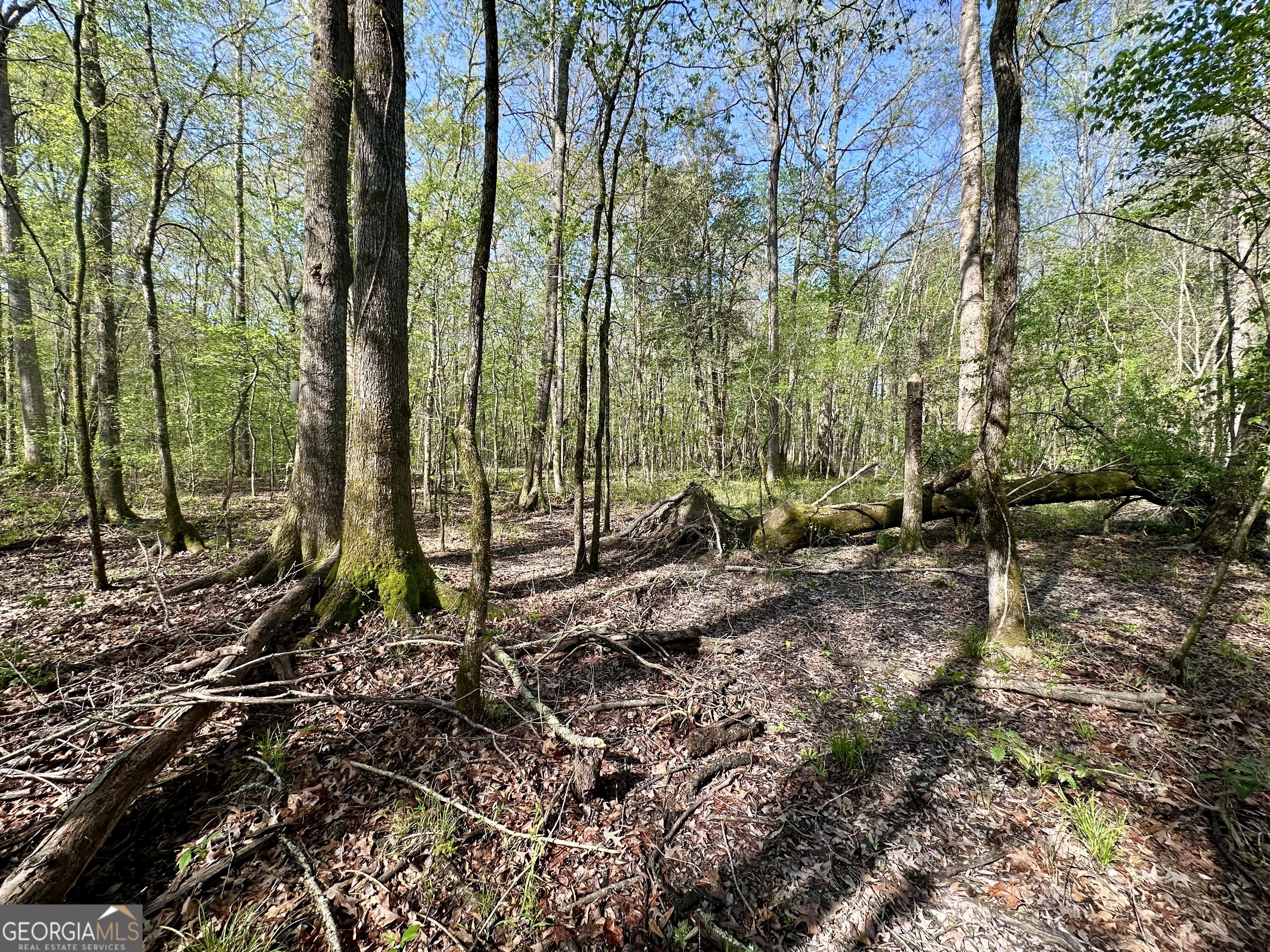0 J W Dunn Road Warm Springs, GA 31830 - Photo 7 of 11 a view of a backyard with trees