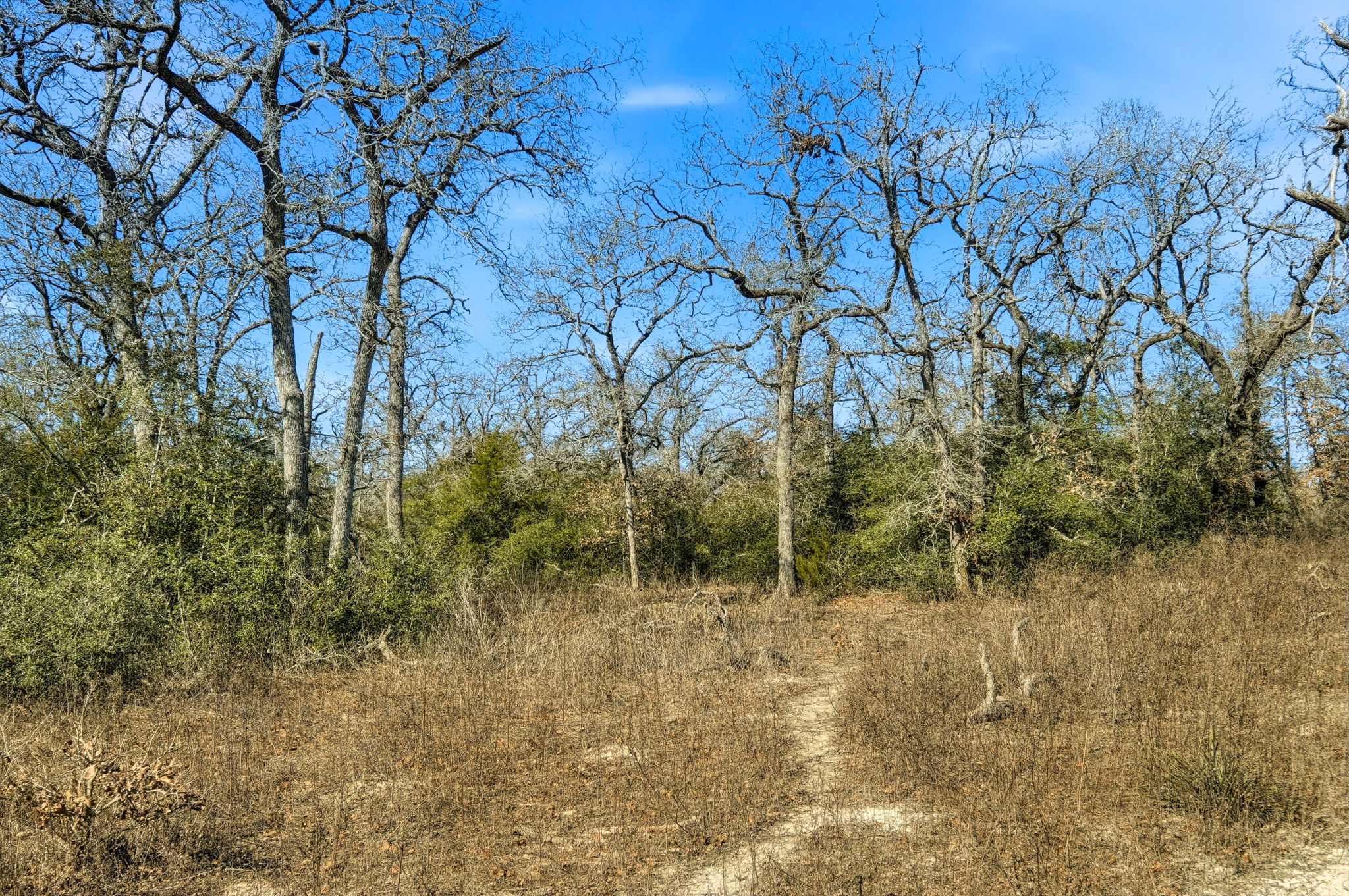 1310 Perry Lane Thorndale, TX 76577 - Photo 22 of 23 Trail leading to pond area