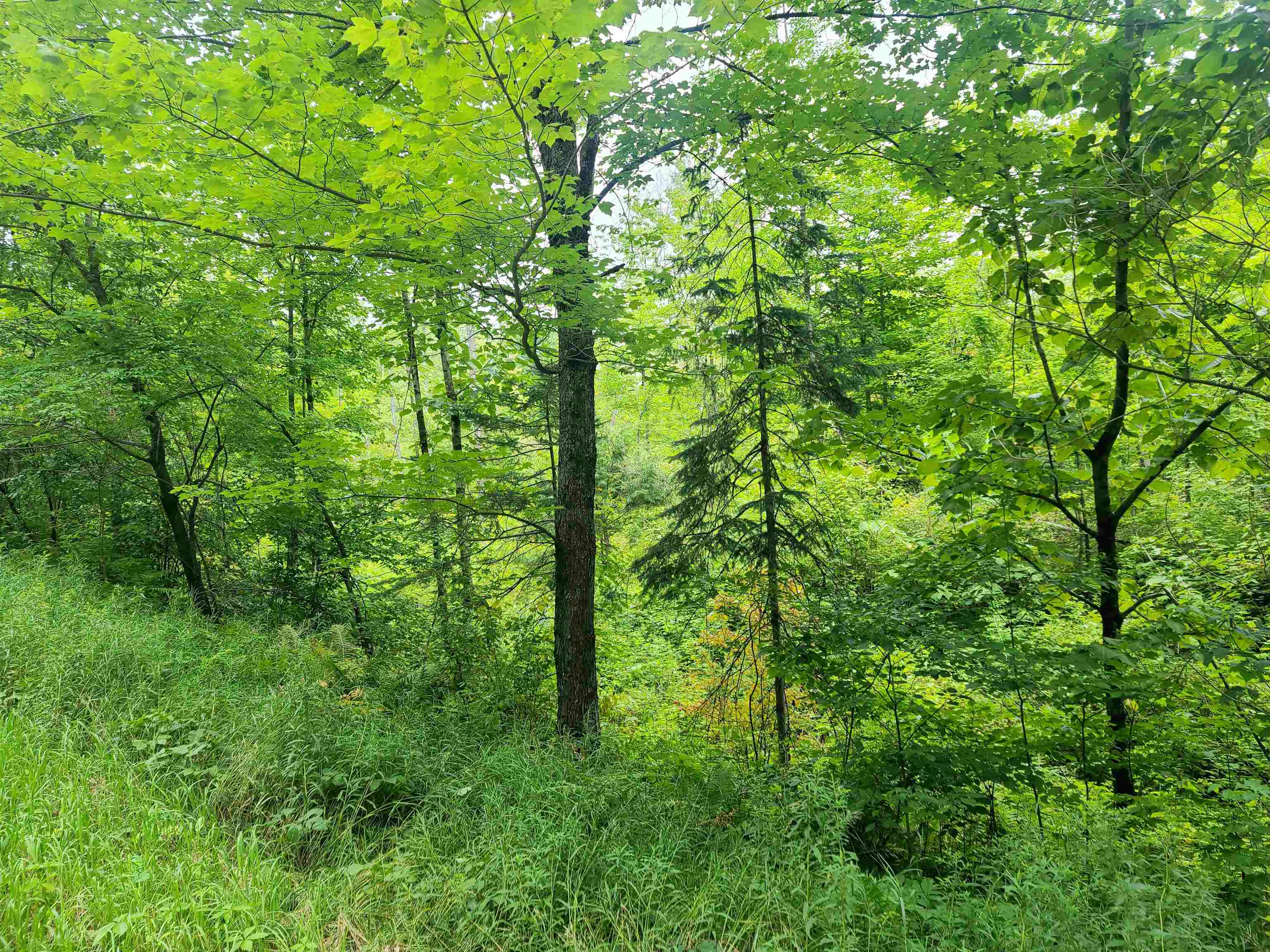 0 Lily Pond Road Lyndonville, VT 05851 - Photo 3 of 3 Gallery Image 3