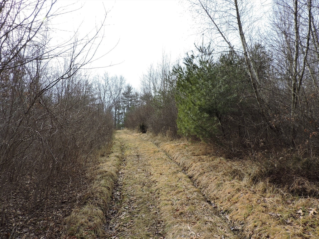 179 Upper Gore Road Webster, MA 01570 - Photo 17 of 42 a view of a yard with trees