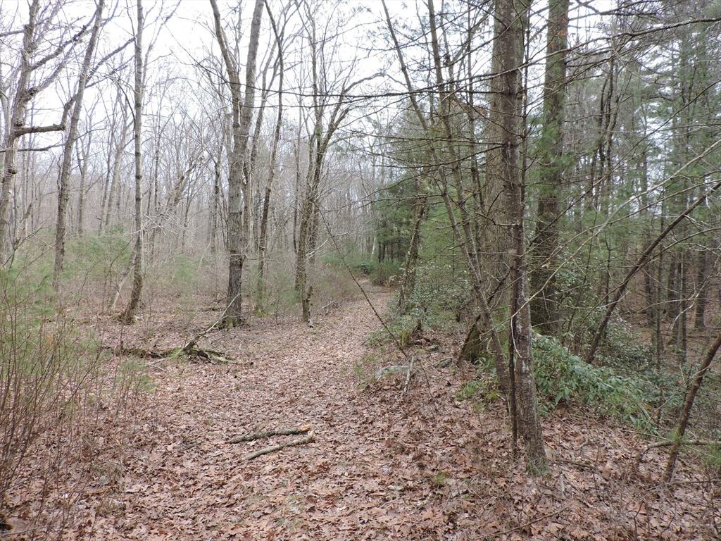 179 Upper Gore Road Webster, MA 01570 - Photo 20 of 42 a view of a forest with lots of trees