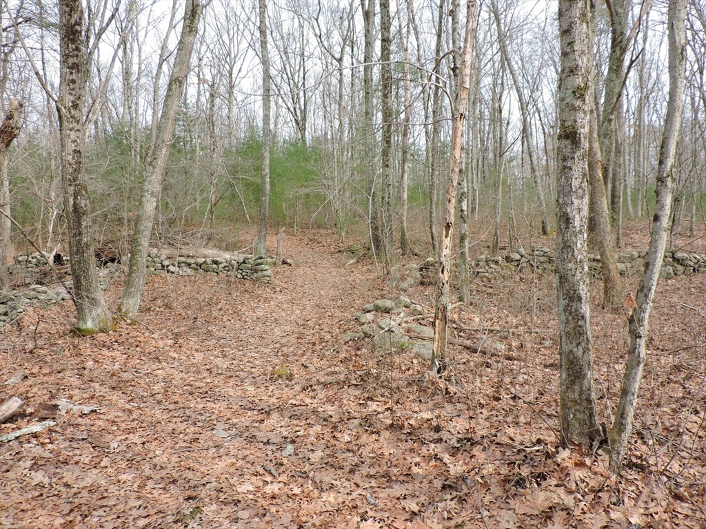 179 Upper Gore Road Webster, MA 01570 - Photo 21 of 42 a view of a forest with trees in the background