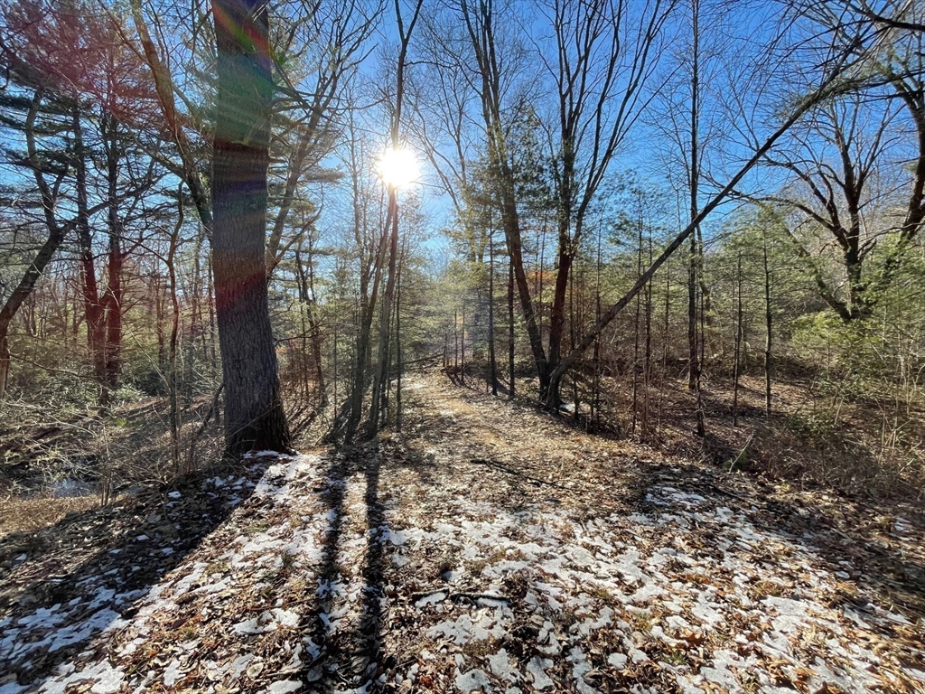 179 Upper Gore Road Webster, MA 01570 - Photo 35 of 42 a view of a yard with plants and trees