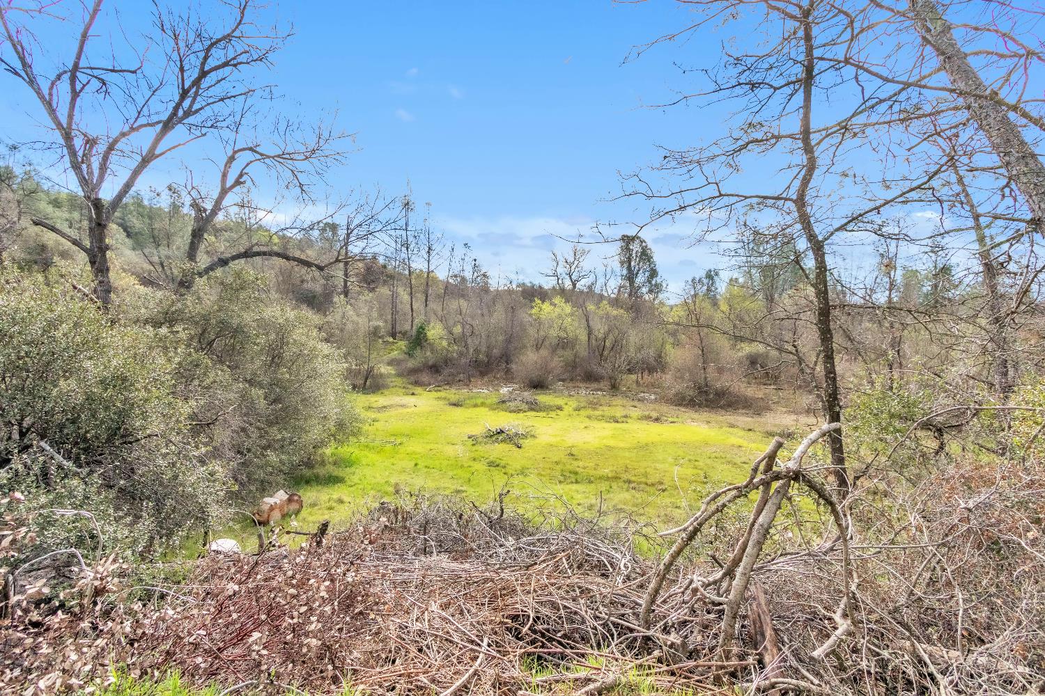 10121 Valley Drive Rough and Ready, CA 95975 - Photo 10 of 44 a view of a yard with swimming pool