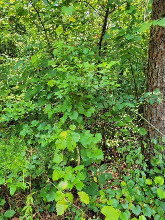 0 Tabor Ramp Road Westminster, SC 29693 - Photo 1 of 11 Lot 49 Tabor Ramp Road