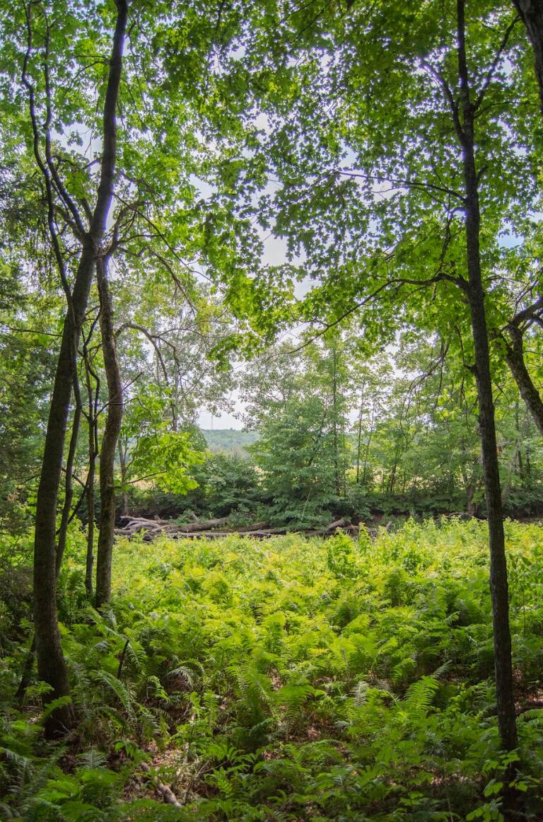 0 Sawyers Mills Road Starks, ME 04911 - Photo 5 of 14 Lemon Stream from Woods