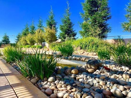 21196 Steward Road Madera, CA 93638 - Photo 34 of 39 a view of a tree with a plant