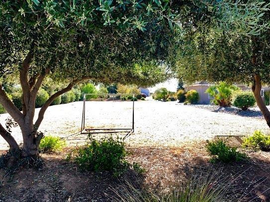 21196 Steward Road Madera, CA 93638 - Photo 8 of 39 a street view with large trees