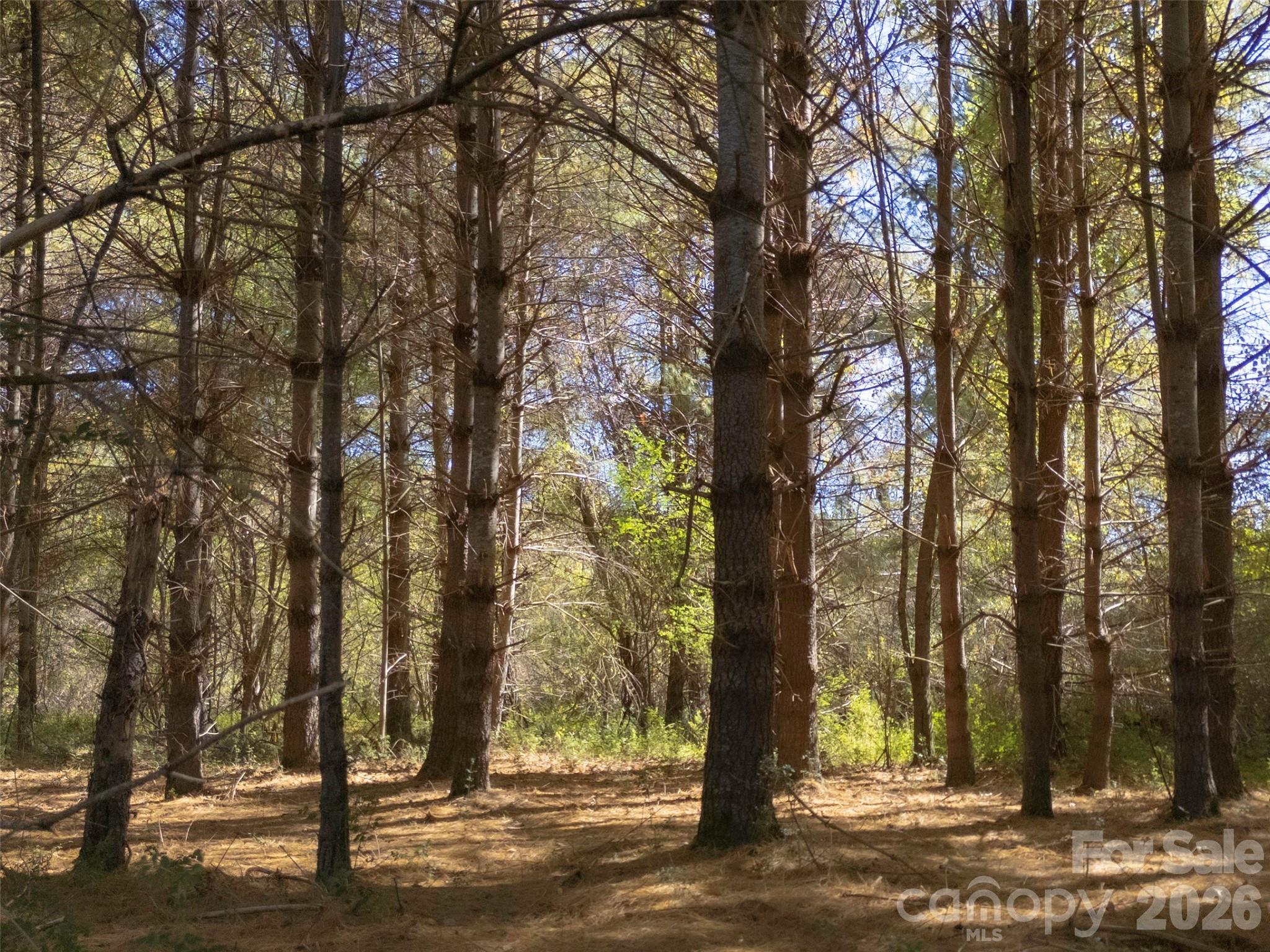 Tbd Hart Road Pisgah Forest, NC 28768 - Photo 19 of 46 a view of outdoor space with lots of trees