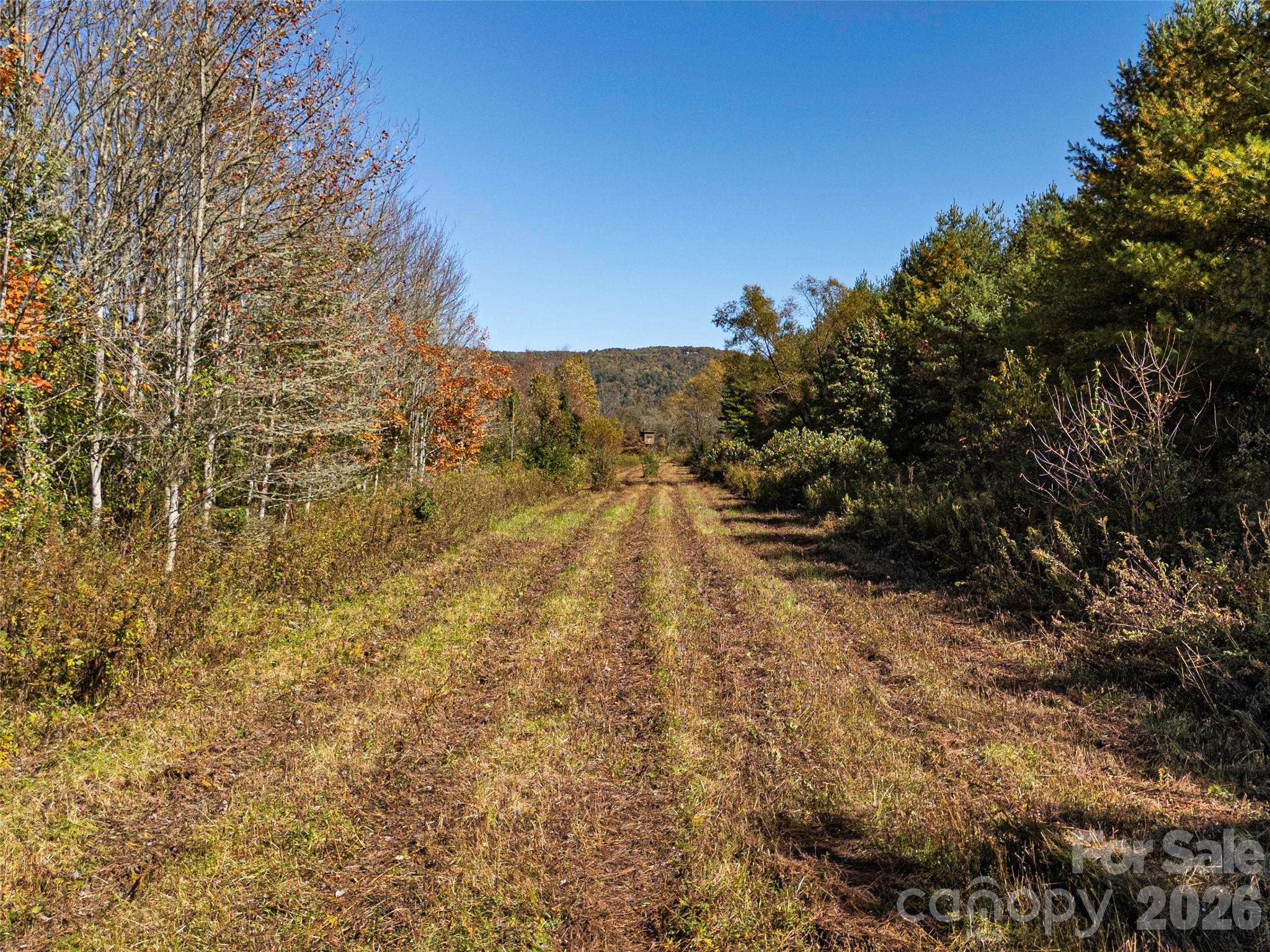 Tbd Hart Road Pisgah Forest, NC 28768 - Photo 24 of 46 a view of a yard with trees and bushes