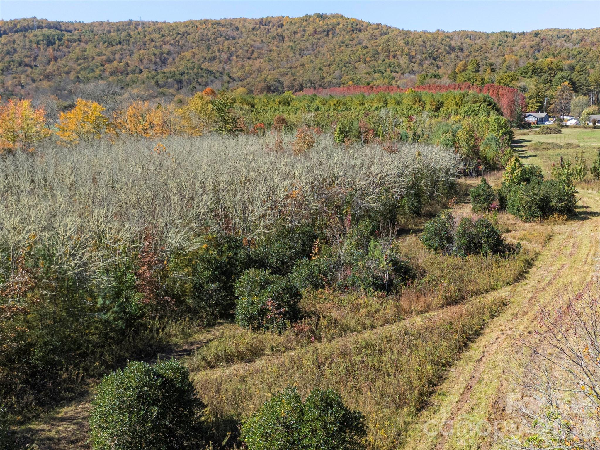 Tbd Hart Road Pisgah Forest, NC 28768 - Photo 36 of 46 a view of a forest with trees and houses