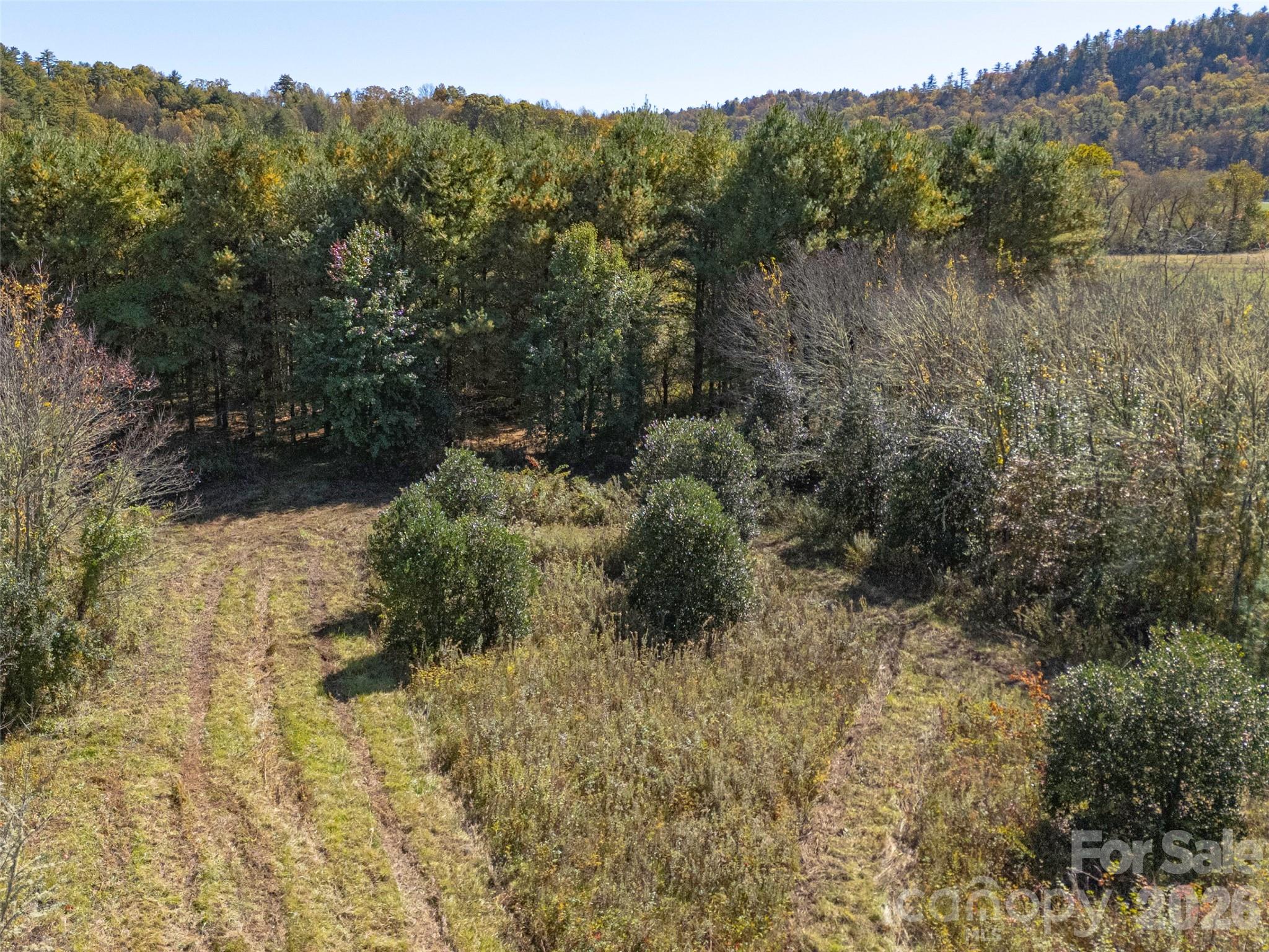 Tbd Hart Road Pisgah Forest, NC 28768 - Photo 40 of 46 a view of a yard with a tree
