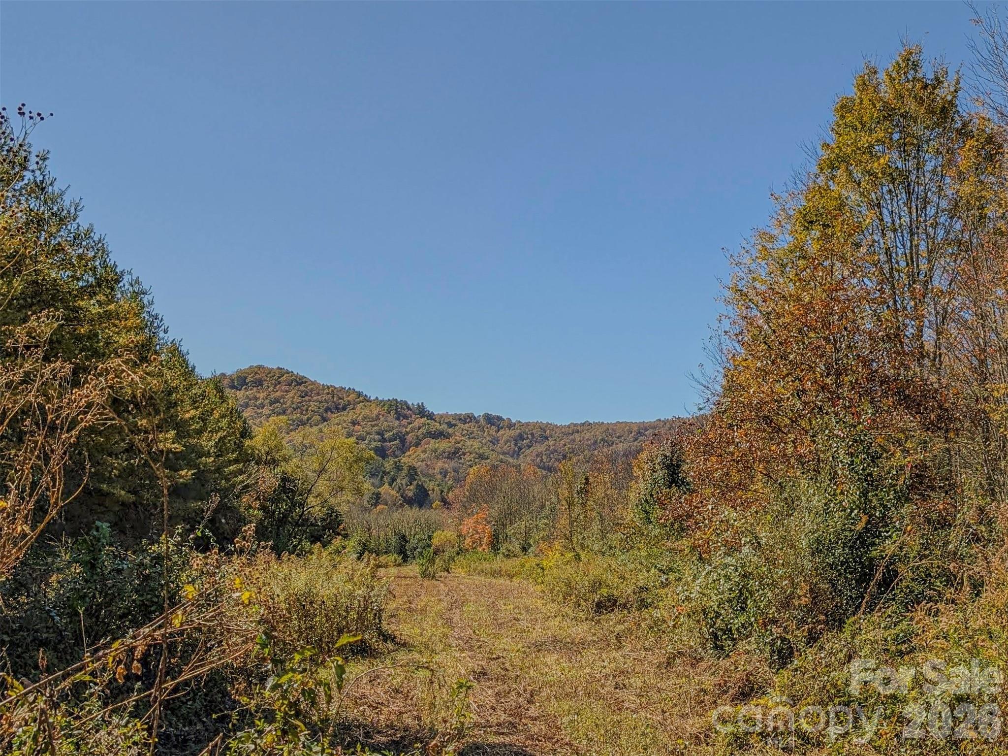 Tbd Hart Road Pisgah Forest, NC 28768 - Photo 4 of 46 a view of a large tree with mountains in the background