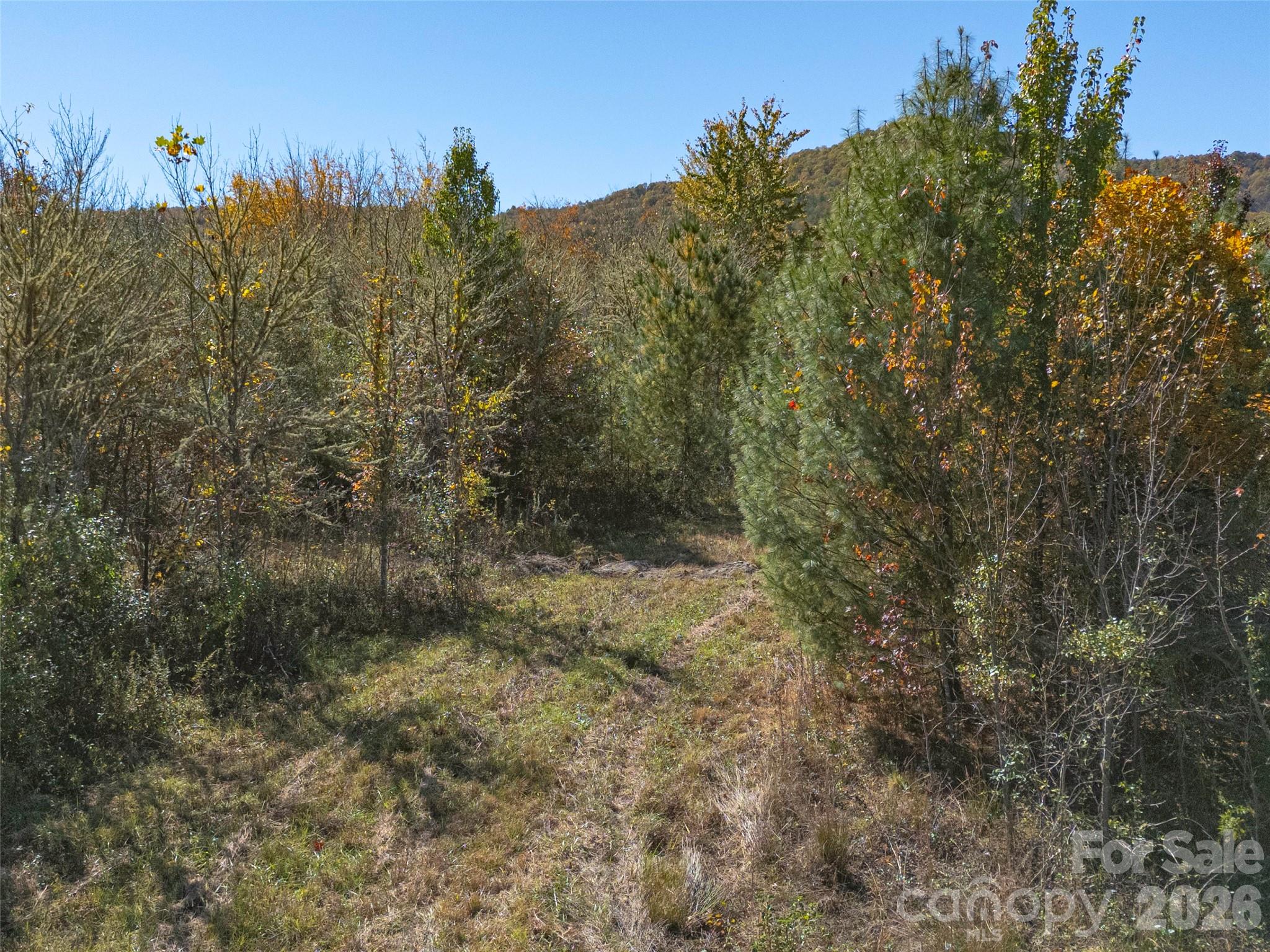 Tbd Hart Road Pisgah Forest, NC 28768 - Photo 42 of 46 a view of a forest with a tree in the background