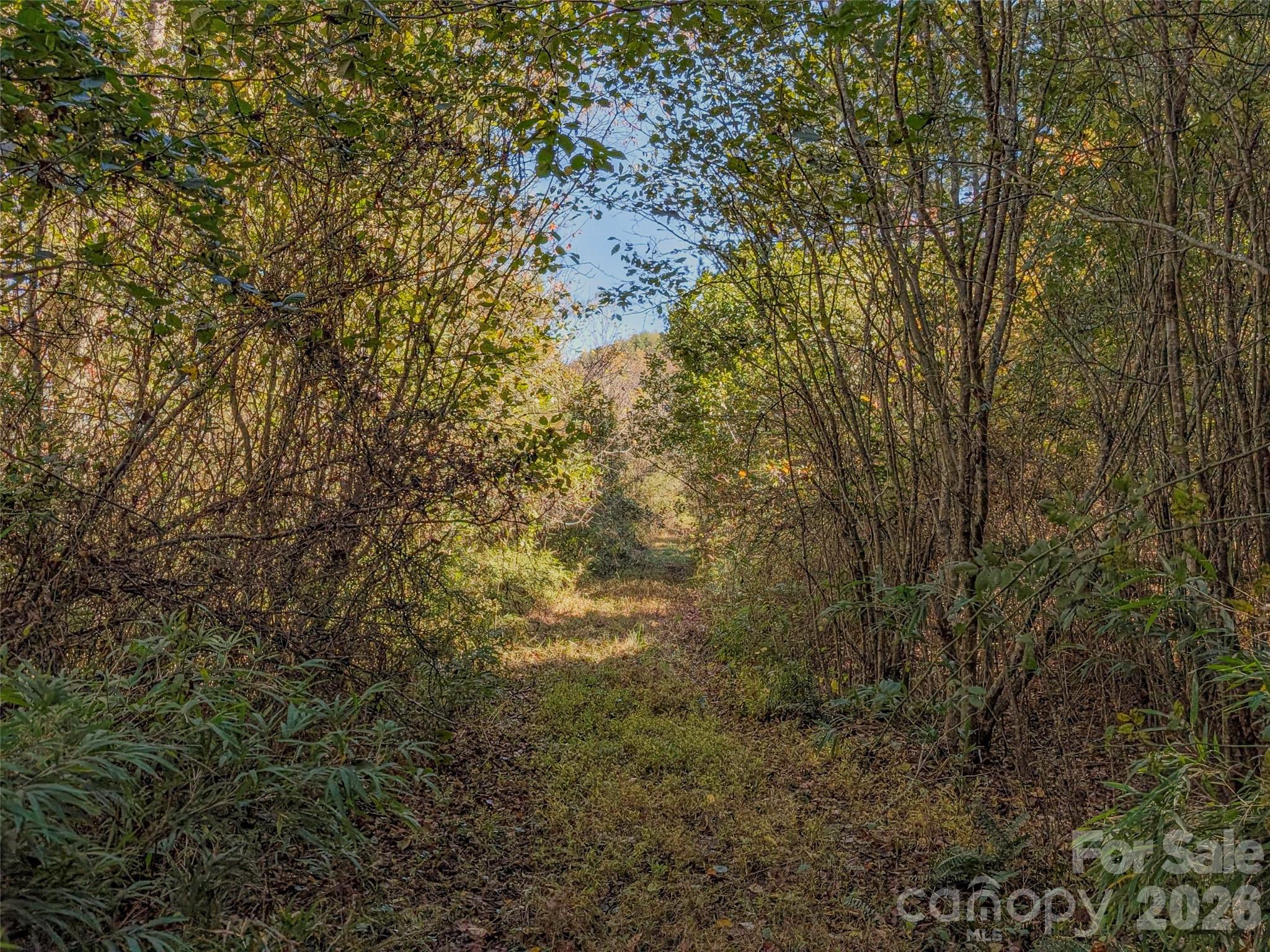 Tbd Hart Road Pisgah Forest, NC 28768 - Photo 8 of 46 a view of a yard with a tree
