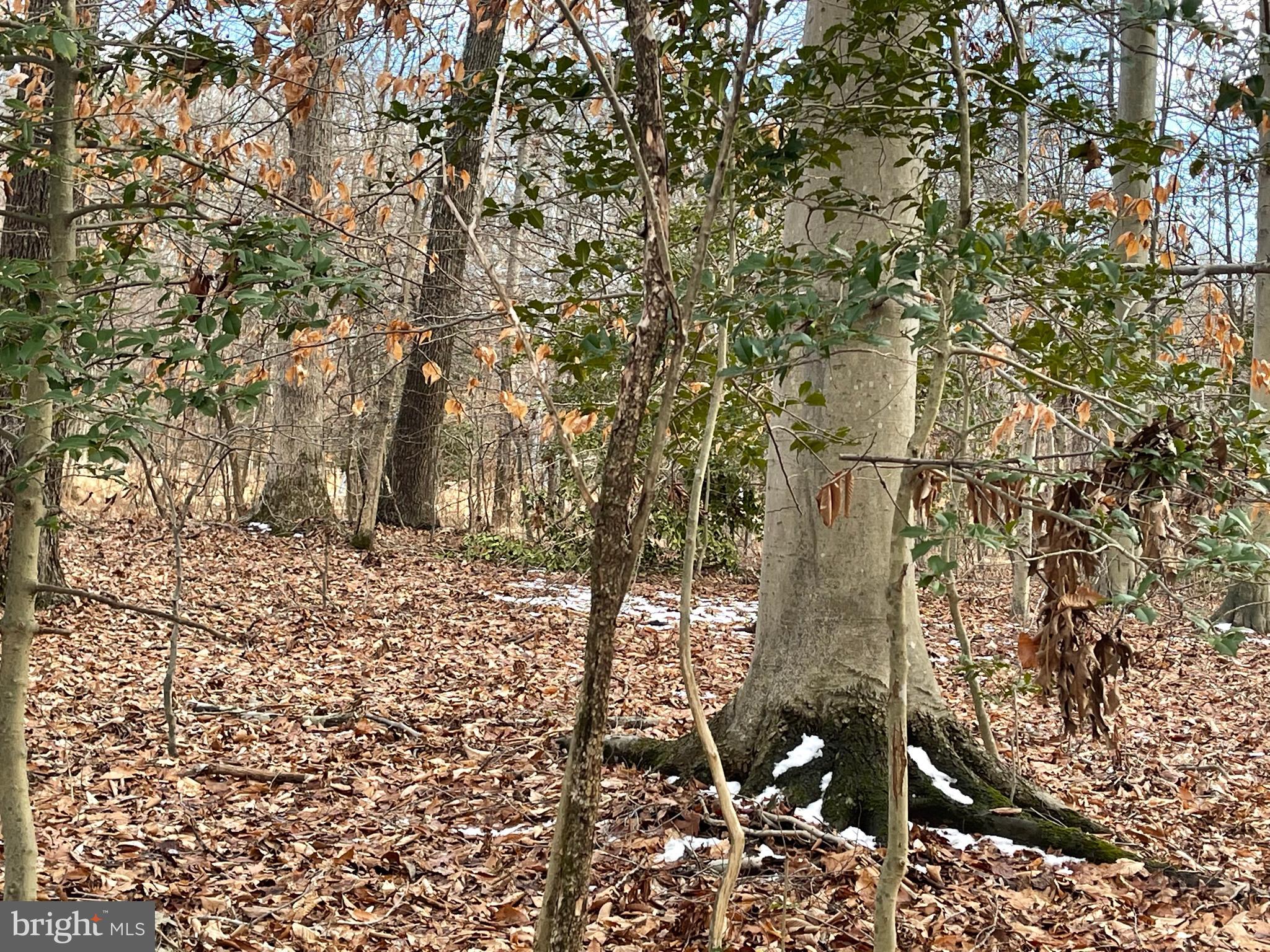 Lusbys Lane Brandywine, MD 20613 - Photo 4 of 6