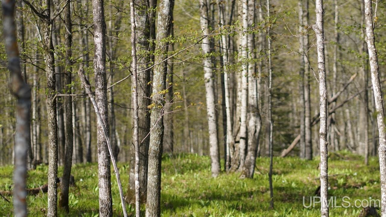 Tbd County Line Road Hermansville, MI 49847 - Photo 12 of 20