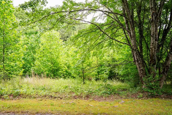 $39,900 | Lot 29 Hidden Forest Lane, Hayesville, NC 28904