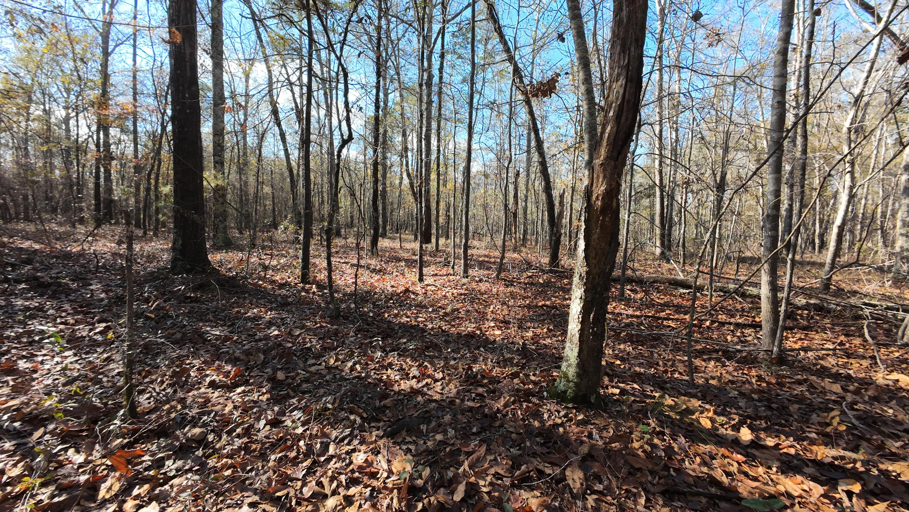 0 Camp Rawls Road Wagener, SC 29164 - Photo 12 of 17 Gallery Image 12