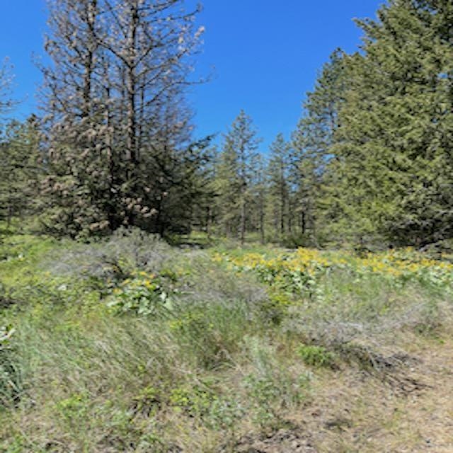 Lot 10 Timberbay Ranches Drive Davenport, WA 99122 - Photo 15 of 29