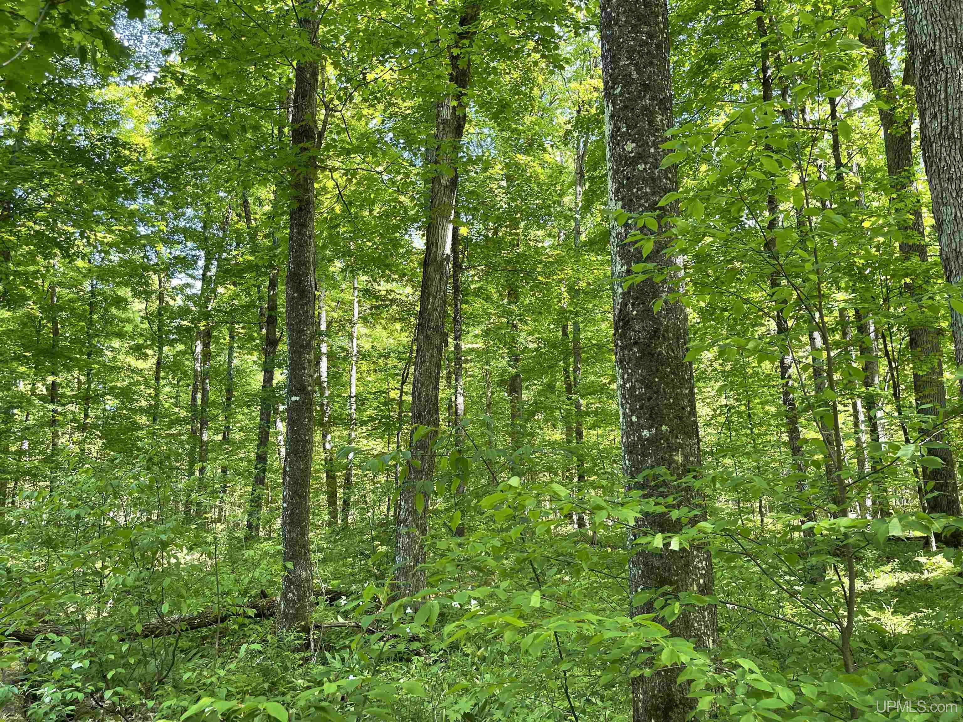 Tbd Tbd Banking Ground Road Germfask, MI 49836 - Photo 3 of 36