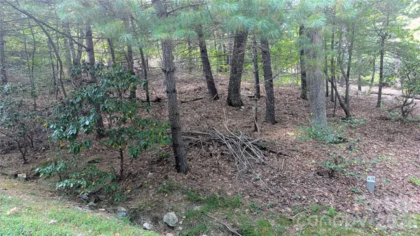 a view of a forest with trees