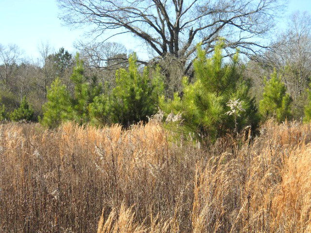 0 Ted Morris Road Foxworth, MS 39483 - Photo 1 of 1 Main View