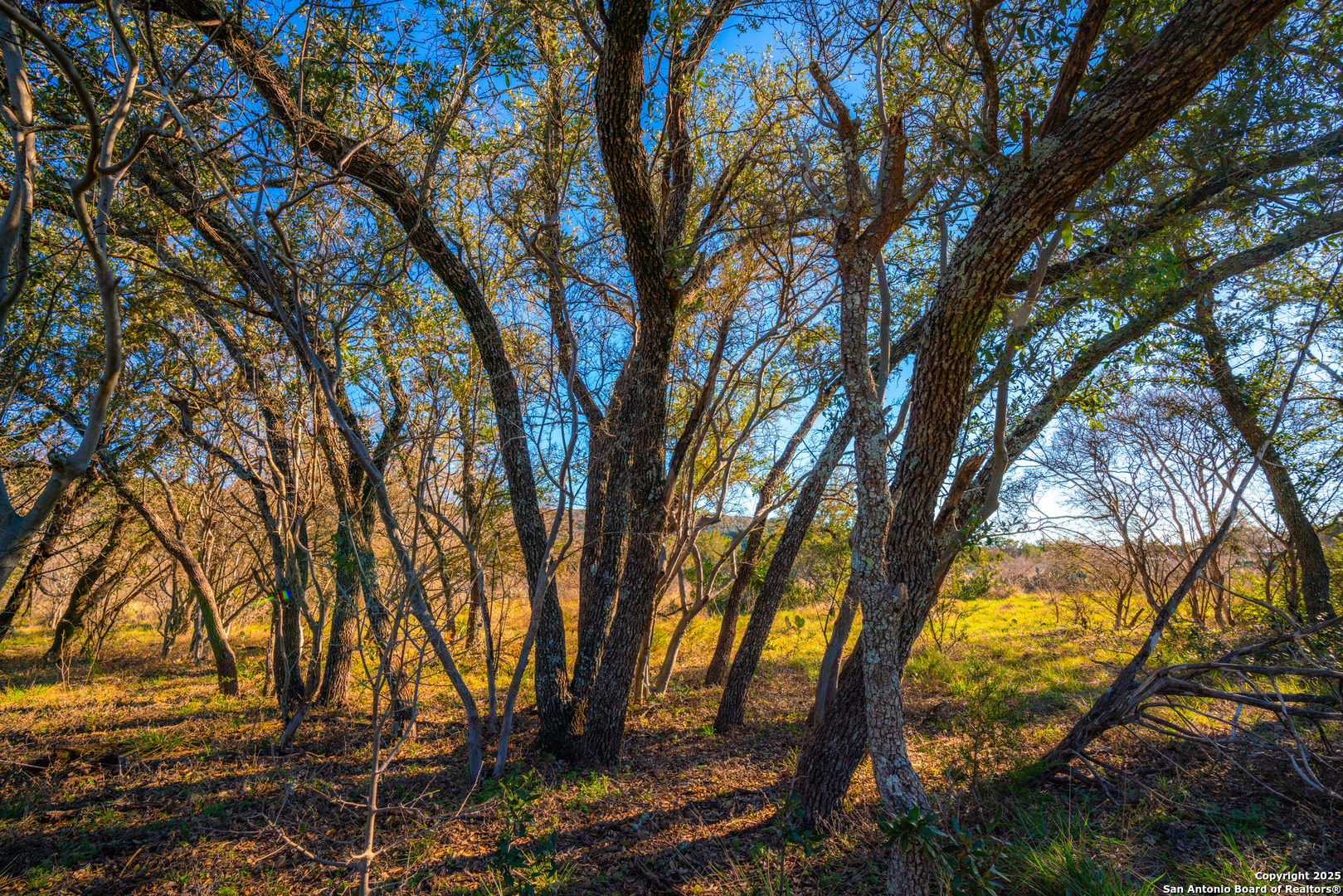 1659 Mesa Verde Sabinal, TX 78881 - Photo 12 of 38 a view of tree in between the trees