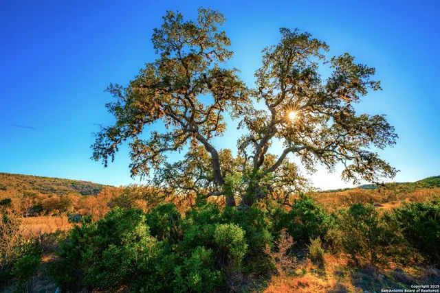 a view of a yard with a tree