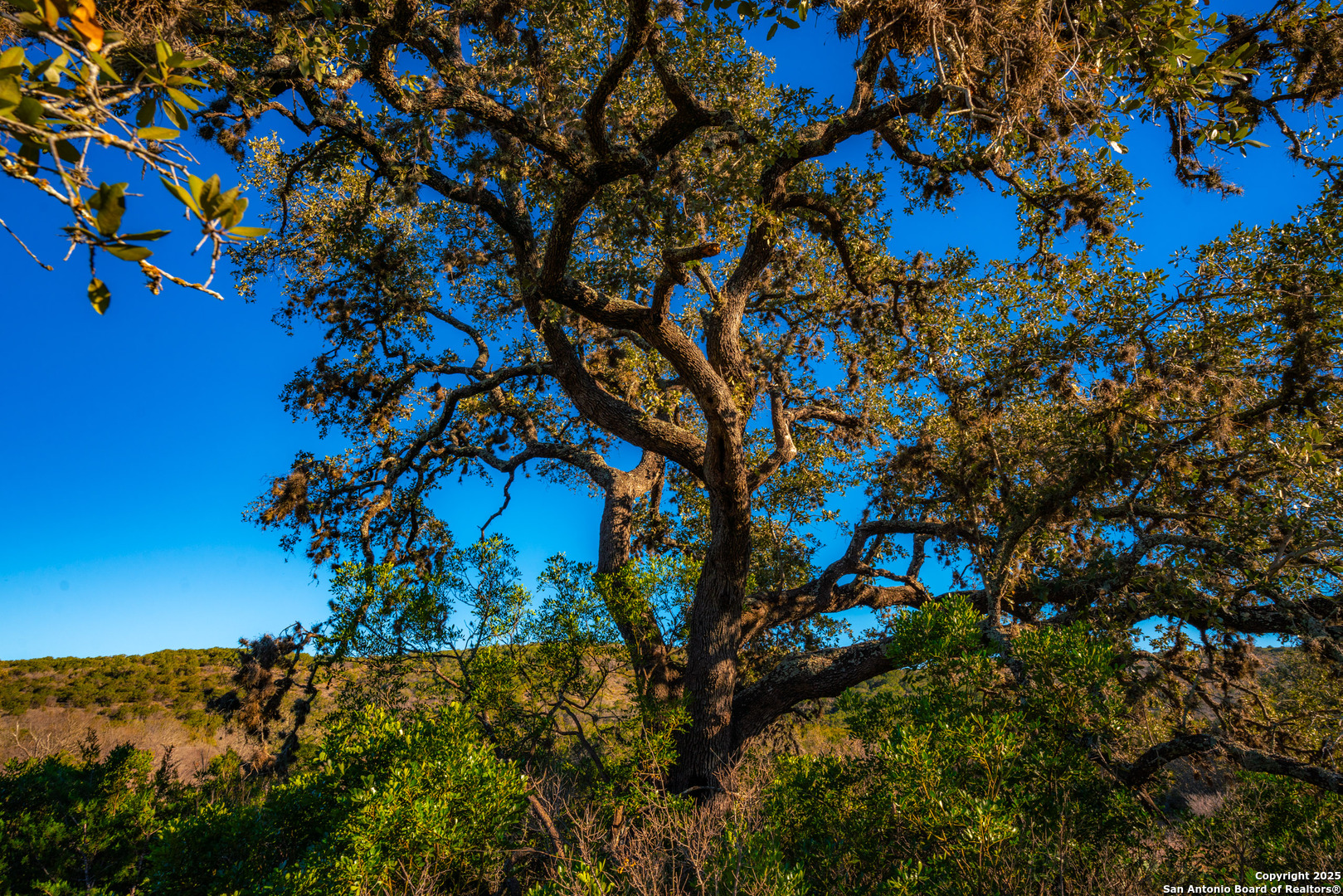 1659 Mesa Verde Sabinal, TX 78881 - Photo 9 of 38 a view of a tree