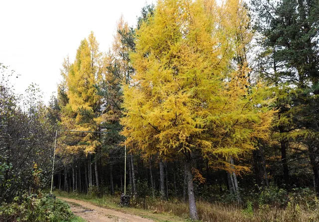 $80,000 | 7839 Stromberg Road, Embarrass, MN 55732