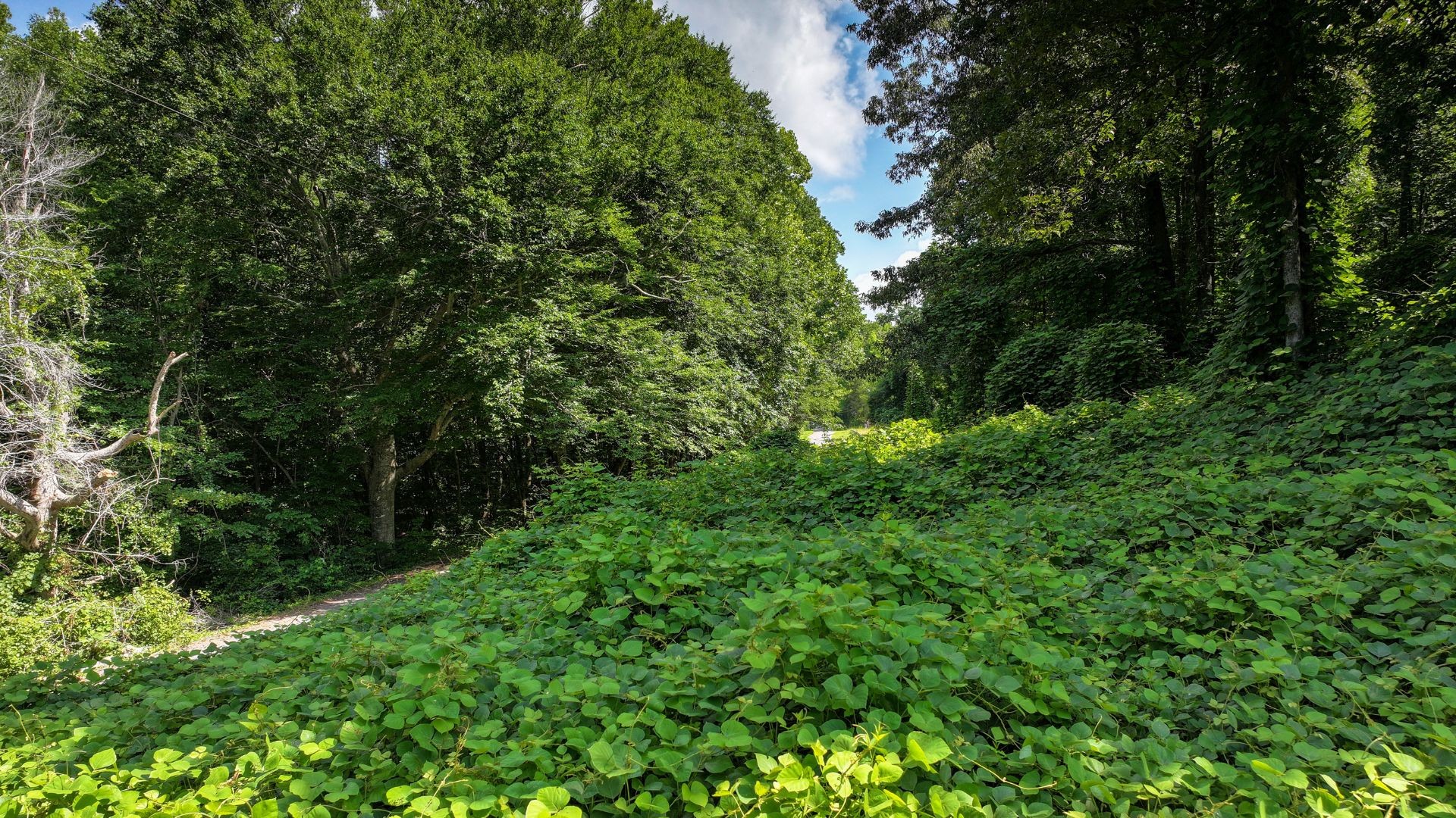 0 Davis Hollow Road Minor Hill, TN 38473 - Photo 12 of 23