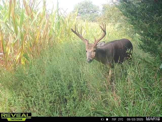 0 Sand Creek Bottom Road Greentop, MO 63546 - Photo 17 of 52
