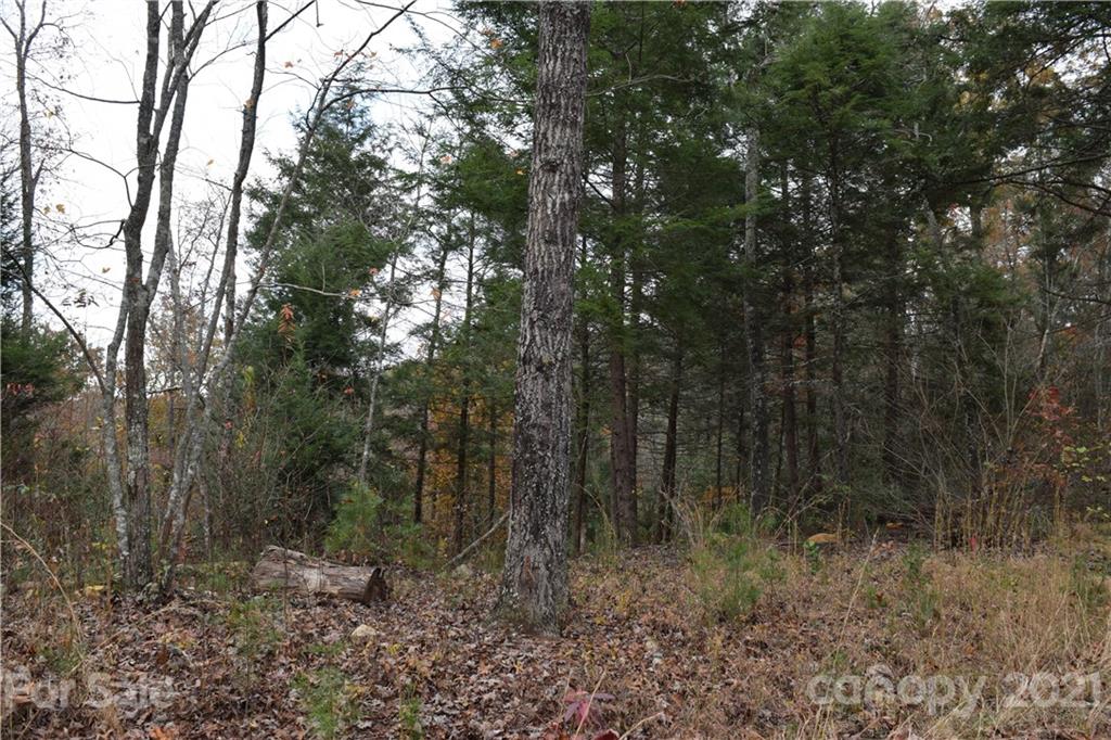 V/l Henry Mc Call Road Marion, NC 28752 - Photo 3 of 7 a view of forest