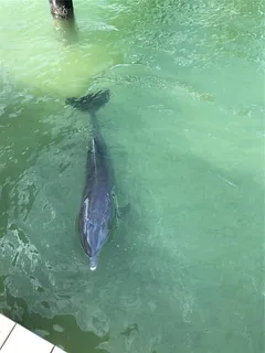 $889,000 | 1100 Pinellas Bayway South, Unit G2, Tierra Verde, FL 33715