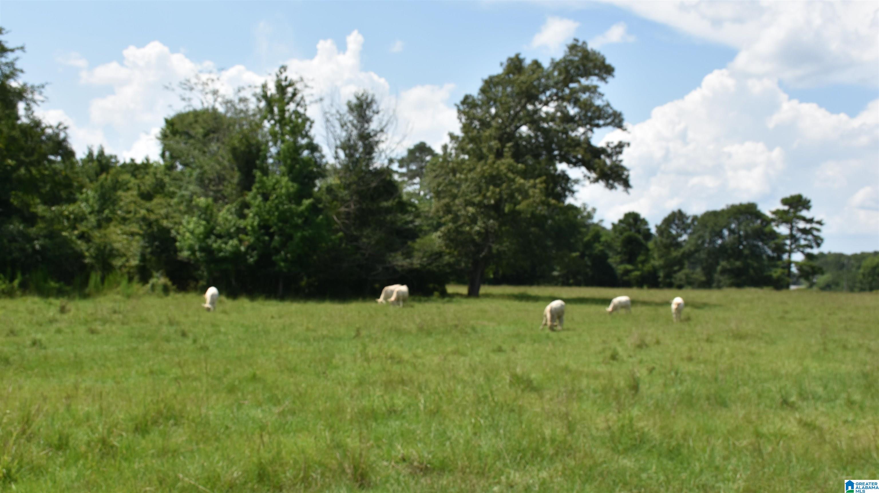 0 Risers Mill Road Alpine, AL 35014 - Photo 15 of 25