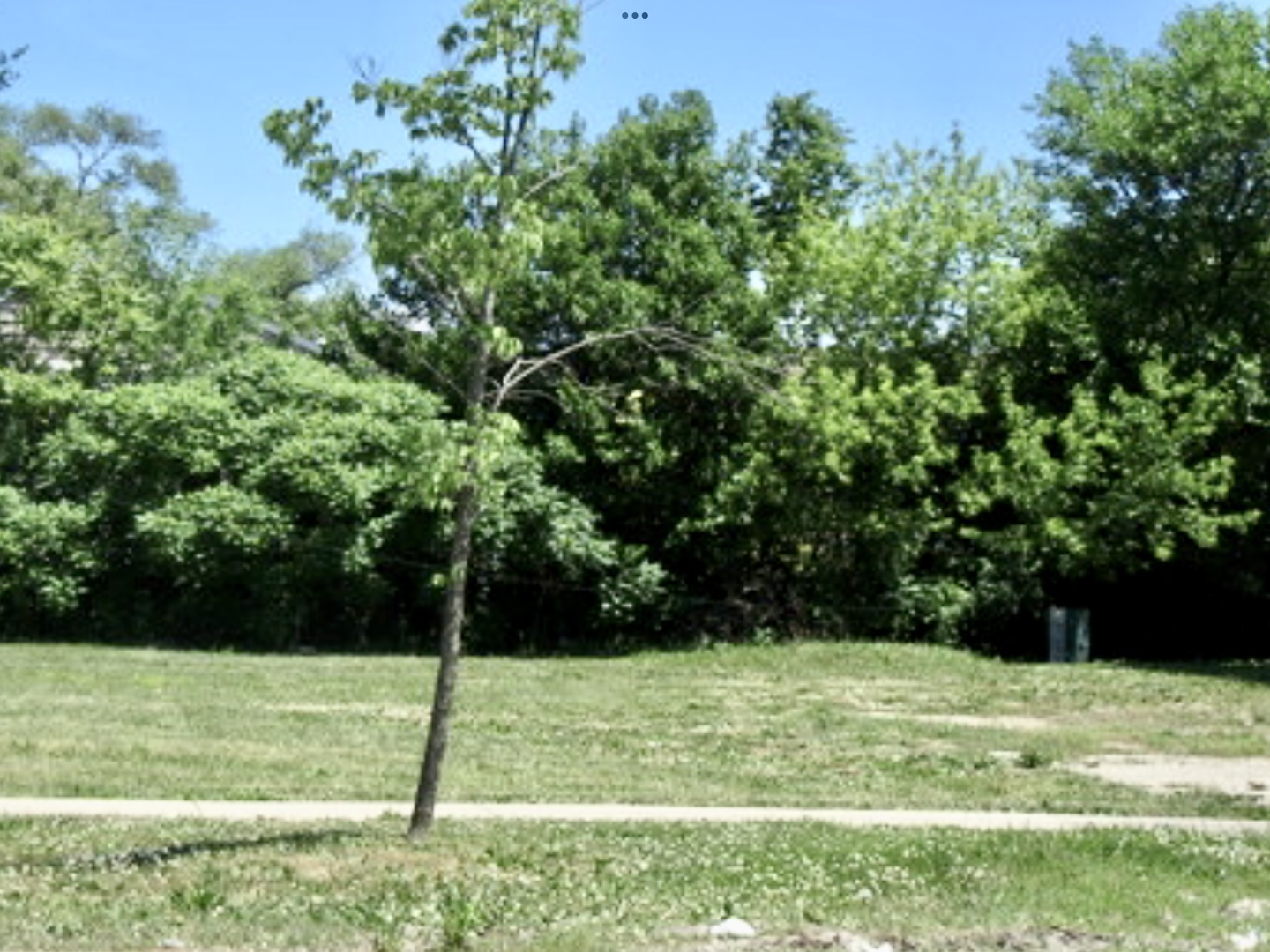a view of a field with a tree