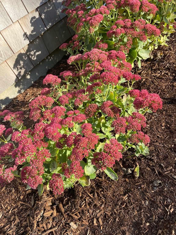 30 Pawtuxet Road Plymouth, MA 02360 - Photo 40 of 42 a view of a flower