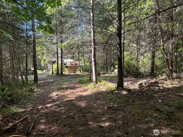 a view of a tree in the middle of a forest