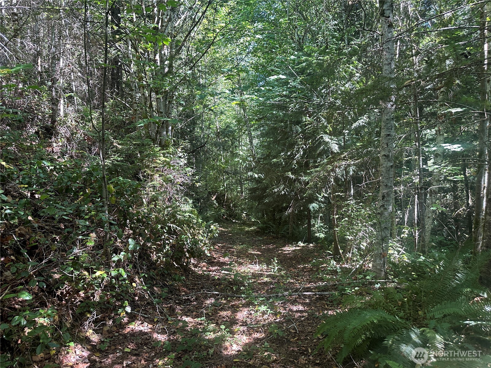 22222-nhn East Quilcene Road Quilcene, WA 98376 - Photo 36 of 39 a view of a tree in a yard