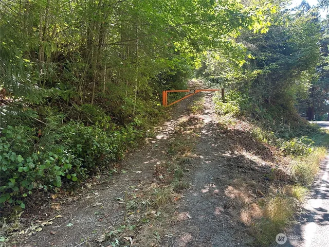 a plant that is in middle of forest