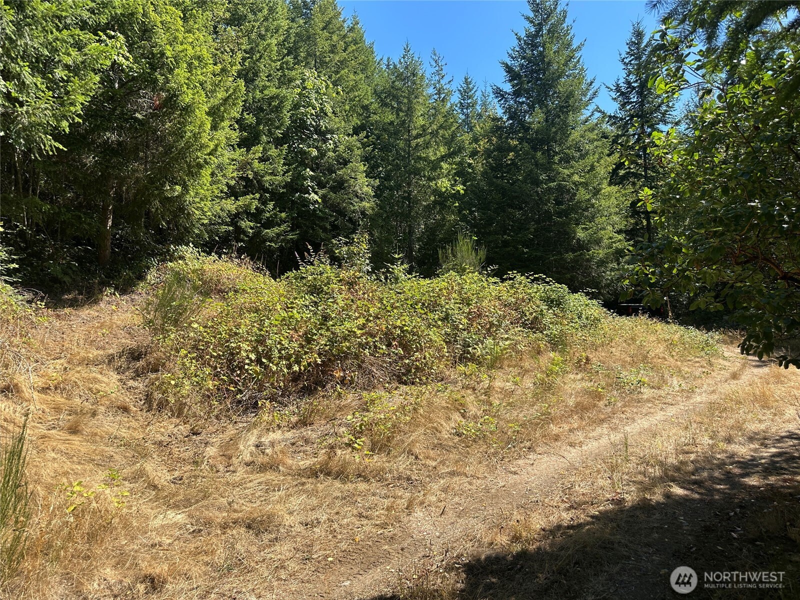 22222-nhn East Quilcene Road Quilcene, WA 98376 - Photo 6 of 39 a view of a yard with plants and trees