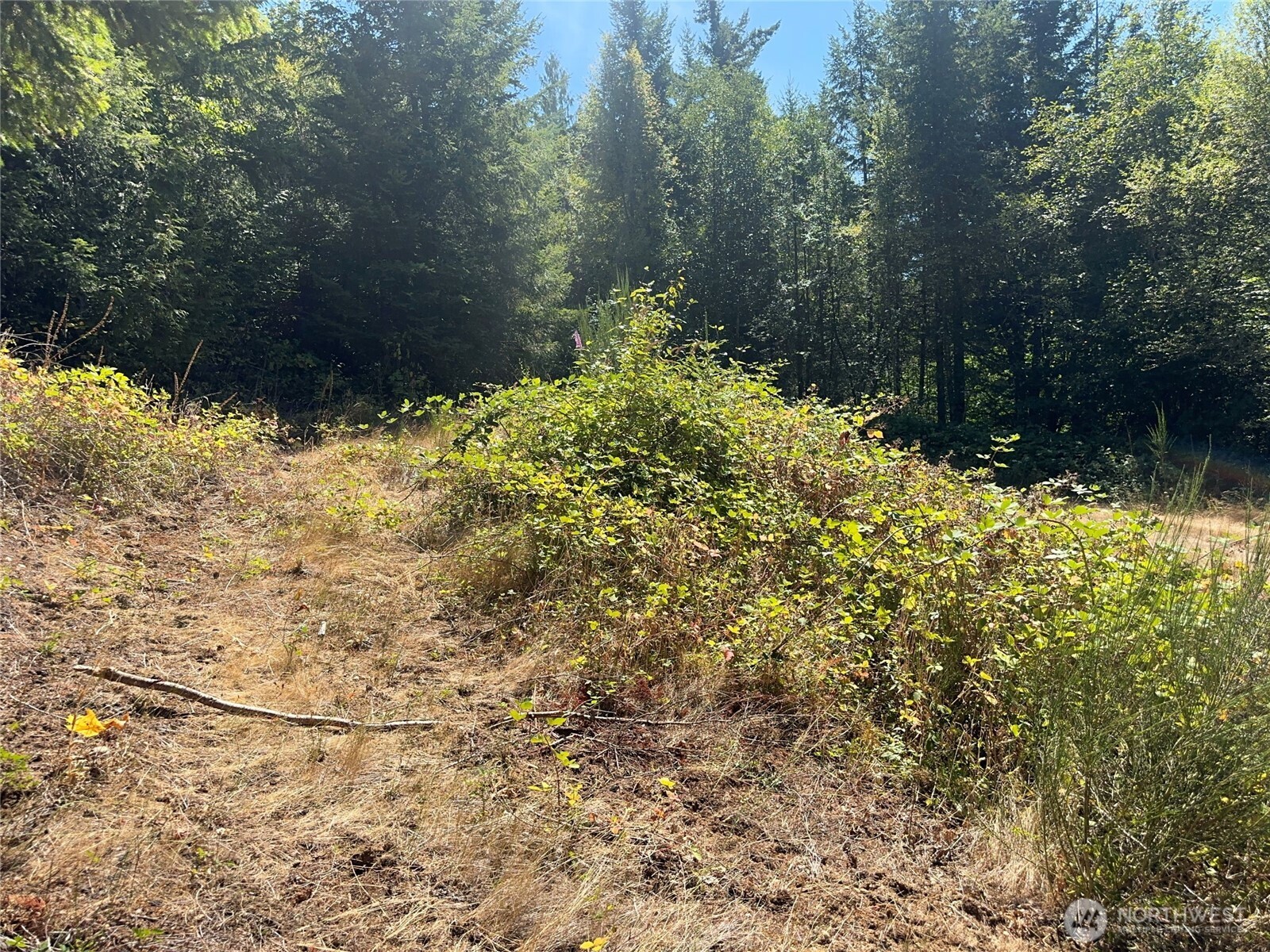 22222-nhn East Quilcene Road Quilcene, WA 98376 - Photo 7 of 39 a view of a yard with plants