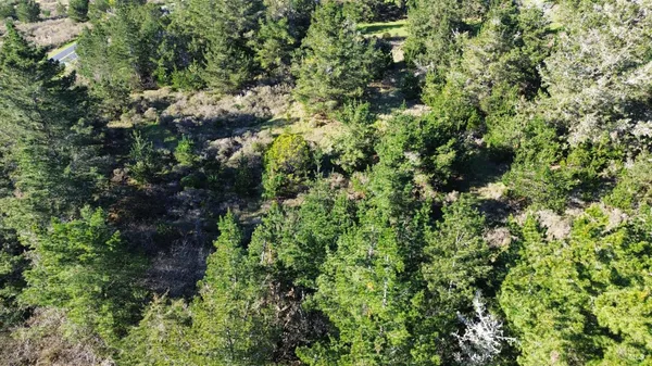 a view of a lush green forest