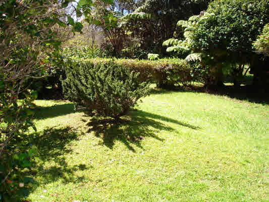 19-4277 Haunani Road Volcano, HI 96785 - Photo 4 of 22 a view of a yard with plants and trees