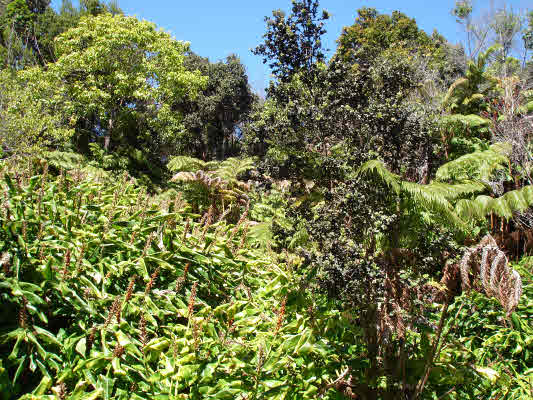 19-4277 Haunani Road Volcano, HI 96785 - Photo 6 of 22 a view of a tree with a plant